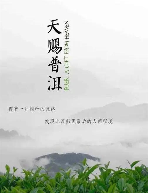 天赐普洱